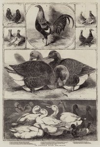 Le salon de la volaille de Birmingham